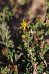 Senecio acutifolius