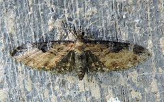 Eupithecia carneata