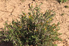 Senecio acutifolius
