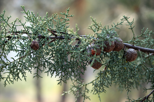 Smooth Arizona cypress (Hesperocyparis glabra)
