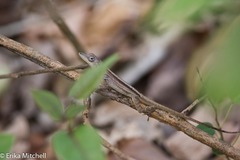 Anolis roquet caracoli