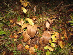 Cypripedium calceolus