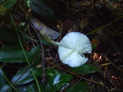 Leucocoprinus brebissonii