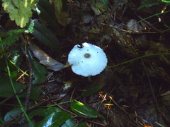 Leucocoprinus brebissonii