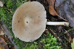 Psathyrella kauffmanii