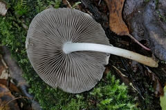 Psathyrella kauffmanii
