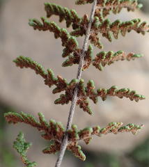 Cheilanthes induta