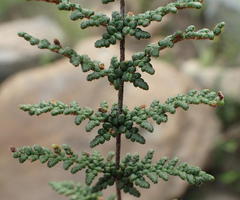 Cheilanthes induta