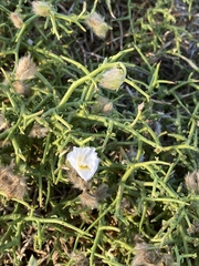 Convolvulus virgatus