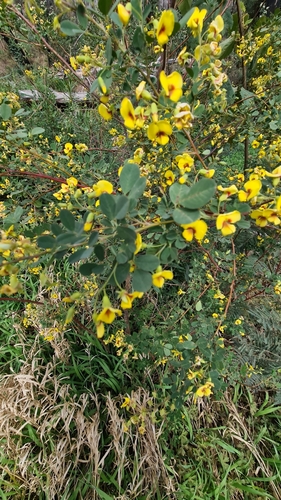 Image of Goodia lotifolia by no rights reserved