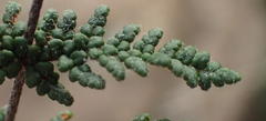 Cheilanthes induta
