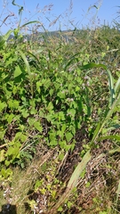 Persicaria senticosa
