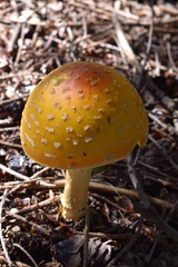 Amanita