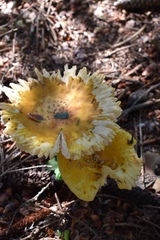 Amanita