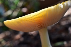 Amanita