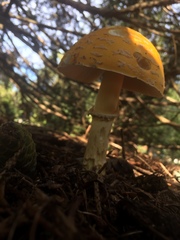 Amanita