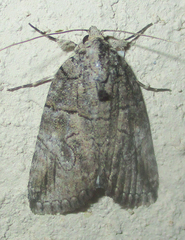 Prionofrontia strigata
