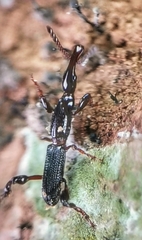 Cyphagogus