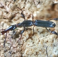 Cyphagogus