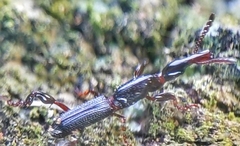 Cyphagogus