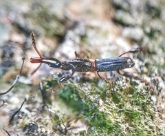 Cyphagogus