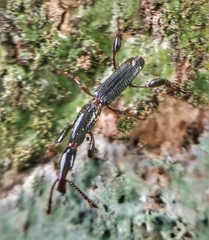 Cyphagogus