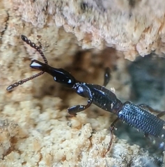 Cyphagogus
