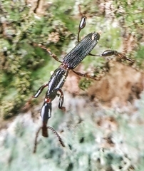 Cyphagogus