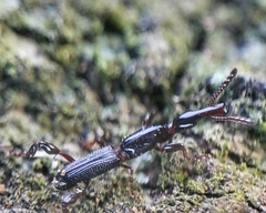 Cyphagogus