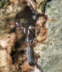 Cyphagogus