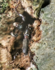 Cyphagogus