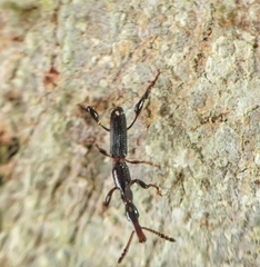 Cyphagogus
