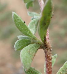 Aizoon portulacaceum