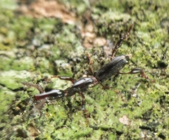 Cyphagogus