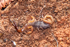 Pseudolychas ochraceus