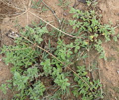 Aizoon portulacaceum
