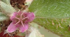 Aizoon portulacaceum