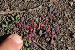 Trianthema parvifolia