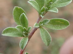 Aizoon portulacaceum
