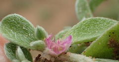 Aizoon portulacaceum