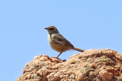 Cisticola aberrans