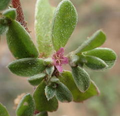 Aizoon portulacaceum