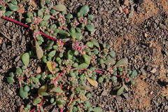 Trianthema parvifolia