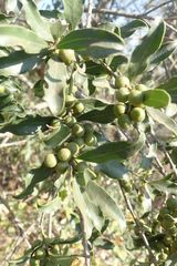 Euclea natalensis natalensis