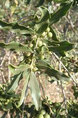 Euclea natalensis natalensis