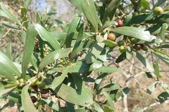 Euclea natalensis natalensis