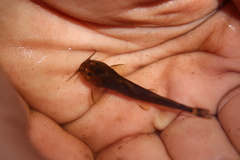 Amphilius uranoscopus