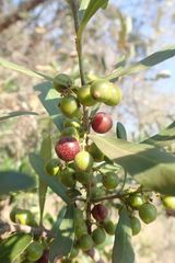 Euclea natalensis natalensis