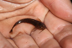 Amphilius uranoscopus