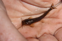 Amphilius uranoscopus